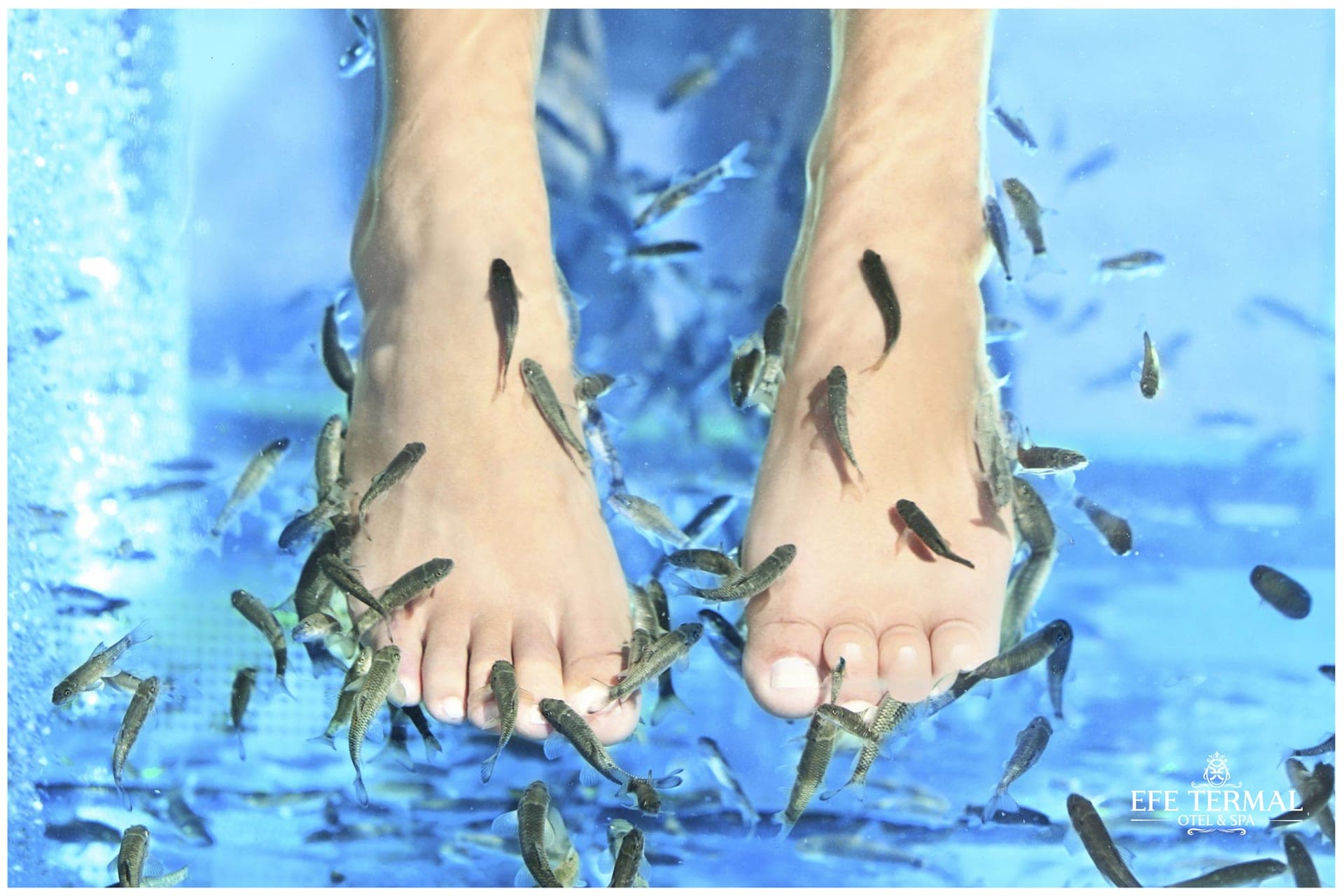 Doktor Balık Ünitesi